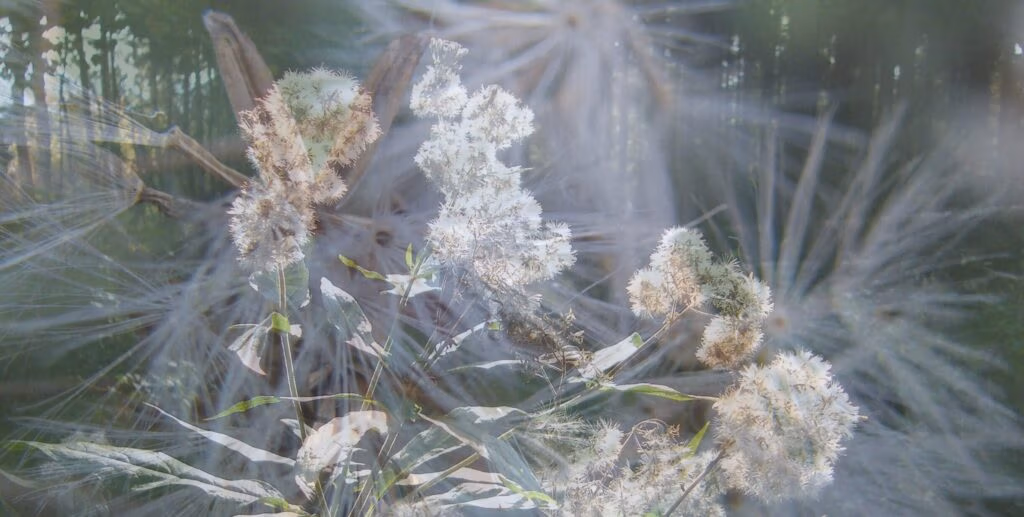 Ein Traumbild einer Blume, sinnbildlich für die Deutung des ersten Traums nach dem Umzug