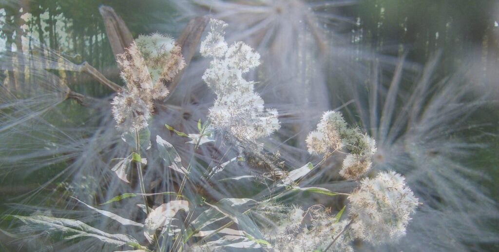 Ein Traumbild einer Blume, sinnbildlich für die Deutung des ersten Traums nach dem Umzug